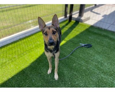 ARIEL* - German Shepherd Dog Female Dog for Adoption