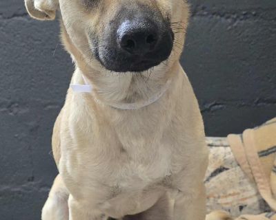 Irwin - 1 years, 28lbs, Corgi/Beagle Mix, Neutered This dog is eligible to join our foster-to-adopt program. Please email fostertoadopt@socialteesnyc.org with the animal's name in the subject line if you are interested! Want to straight up adopt? Submit an adoption application at socialteesnyc.org Level of dog ownership experience needed: BEGINNER: This means we predict this dog will be low on ...