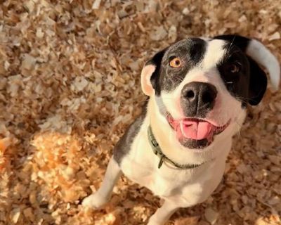 IZZY - Mixed Breed Female Dog for Adoption