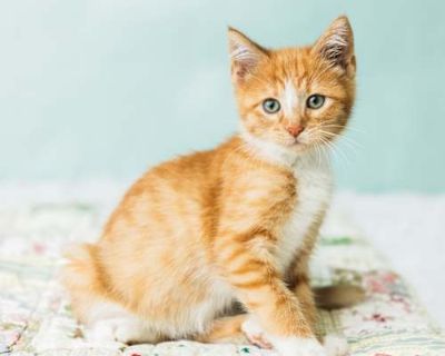 Meet High Five Ghost the gentle spirit of the kitten squad! This little sweetheart is every bit as playful and fun-loving as their wild siblings, but with a softer, quieter charm all their own. High Five Ghost loves a good toy chase, wrestle with a friend, or cozy nap pile, but they approach life with a sweet, mellow energy that makes them incredibly endearing. They may not be the loudest in th...