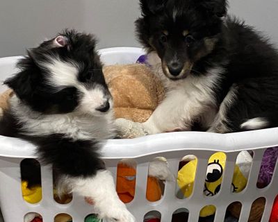 4 Female Shetland Sheepdog Puppies for Sale