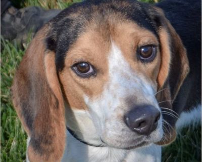 I am 25lbs and I am looking for my forever home. Adoption Donation: $500 All dogs are microchipped, neutered, current on all vaccines, heartworm tested (if age appropriate), and up-to-date on preventatives at the time of adoption. All household members and any dogs from the household need to be present to be able to adopt. A photo ID will be required at the time of adoption. Appointments are re...