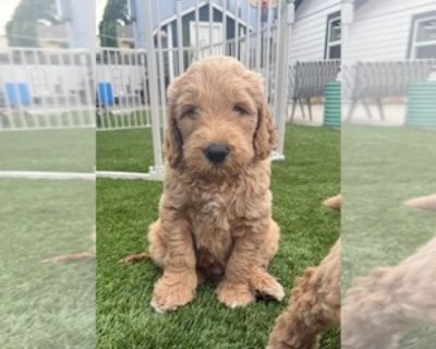 Larry - Male Goldendoodle Puppy for Sale