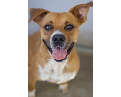 McGregor - Boxer/Mixed Breed (Medium) Mix Male Dog for Adoption