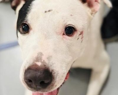 Brock - Australian Cattle Dog / Blue Heeler Mix Male Dog for Adoption