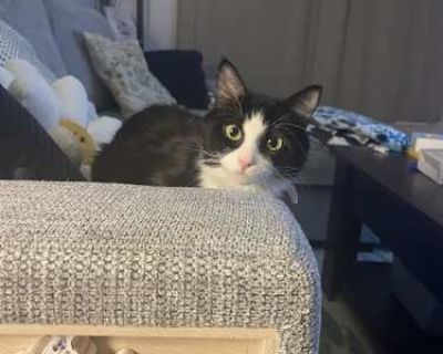 Peppina - Domestic Shorthair Female Cat for Adoption