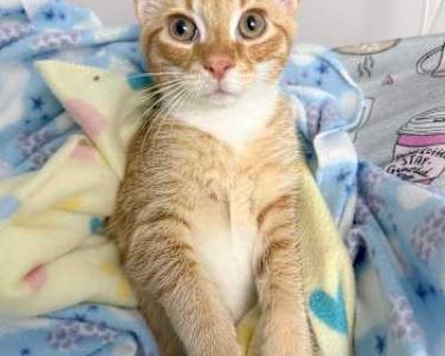 Meet Jasper, the spirited orange-and-white tabby kitten who will steal your heart! At just 4 months old, Jasper is bursting with energy, curiosity, and charm. This little explorer loves nothing more than zipping around the house, chasing toys, and playing with his siblings. After a day of adventures, he transforms into the ultimate cuddle bug, happily snuggling up for some well-earned rest. Jas...