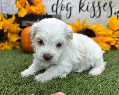 1 Male and 4 Female Havanese Puppies for Sale