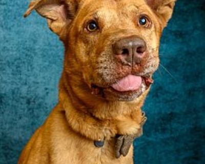 Frankie - Labrador Retriever/American Pit Bull Terrier Mix Male Dog for Adoption