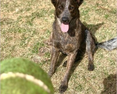 Meeko - Australian Cattle Dog / Dutch Shepherd Female Puppy