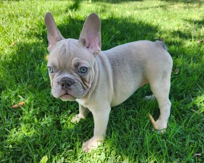 French bulldogs
