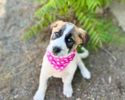 Parfait - Great Pyrenees/Labrador Retriever Mix Female Puppy for Adoption