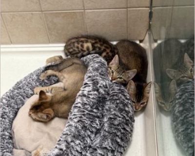 3 Kittens - Male Kitten Domestic Cat for Adoption
