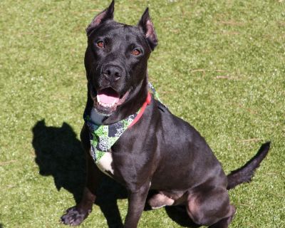 Diablo Athens - Pit Bull Terrier Mix Male Dog for Adoption