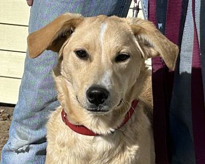 Australian cattle dog and golden 2024 retriever mix