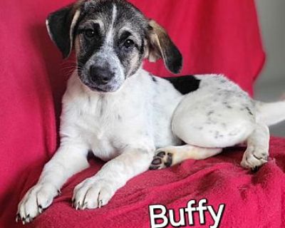 Buffy - German Shepherd Dog/Australian Cattle Dog Mix Female Puppy for Adoption