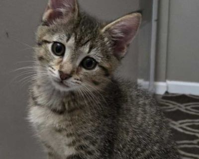 Child. Brown tabby. Hair: short. Microchipped. You can fill out an adoption application online on our official website. Laci, Laila, Layne and Lilo came to us with their mother Lettie as well as Lenni and Lilli who are Lettie's kittens from her prior litter. They were only about 4 weeks old when we took them into a foster home. They are very sweet, friendly, playful kittens. They are FIV/Leukem...