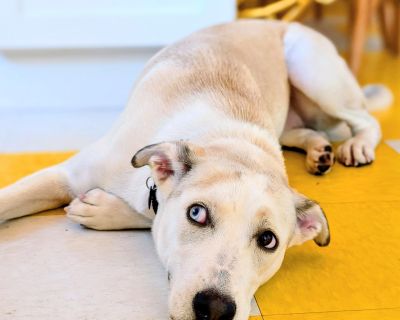 Meet Cheyenne! This beautiful girl is Cheyenne a 1-year-old, 45-pound Lab mix with a heart as big as her smile! Cheyenne was rescued from a high-kill shelter and is now ready to start her next chapter with a loving forever family. Cheyenne is smart, eager to please, and full of that irresistible puppy energy. SHE LOVES TO GO TO DOGGIE DAY CARE! She loves to stay active, so an adventurous human ...