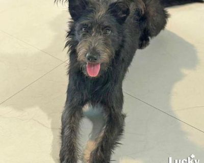 Spayed. scruffy sweetie seeking fresh start and love! * CHLOE NEEDS A FOSTER OR FOREVER HOME!!!! * Name: Chloe Best Guess for Breed: Schnauzer mix * Best Guess for Age: 1 year as of November 2025 SEX: Female * * Approximate Weight: 28 lbs * * Gets Along With: Other dogs! We haven't seen her with cats or kids but we are happy to discuss integration techniques with any potential adopters! * Curre...