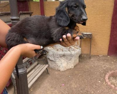 Dachshund