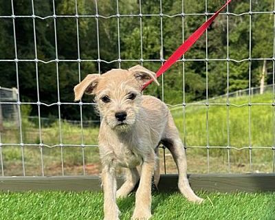 Ryder - Chihuahua/Terrier (Unknown Type, Medium) Mix Male Dog for Adoption