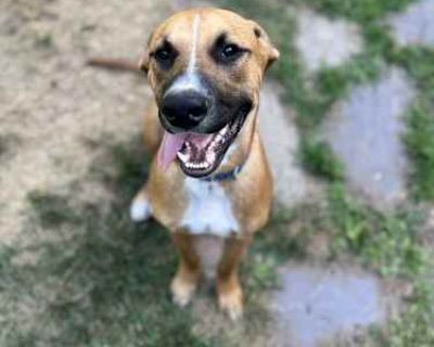Dexter - Boxer/Hound (Unknown Type) Mix Male Puppy for Adoption