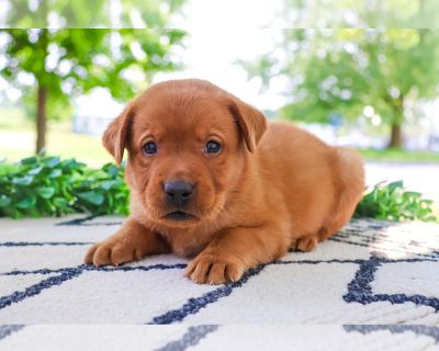 Charlie - Labrador Retriever Female Puppy for Sale