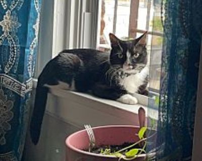 Peter - American Shorthair Male Cat for Adoption