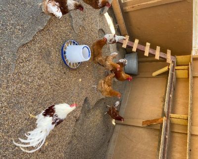 Rooster
