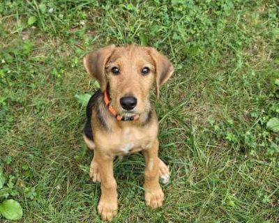 Tinny - Airedale Terrier/German Shepherd Dog Mix Male Puppy for Adoption