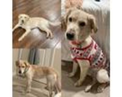 Adopt Bear a Tan/Yellow/Fawn Golden Retriever / Mixed dog in Rowland Heights