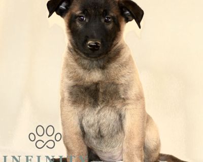 DOB: 9/23/25. Ready to go home: 11/18/25. This sweet CKC Belgian Malinois puppy is looking for a great FURever home! Intelligent, loyal and energetic this puppy is sure to be a fun and active part of your daily life. Comes with a 1 year Genetic Health Guarantee, up-to-date with Vaccinations and Deworming and a Vet issued Health Certificate. Call or Text Jonathan Jr for more information. Deliver...