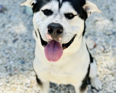 Zicario - American Bulldog & Husky Mix Male Dog for Adoption