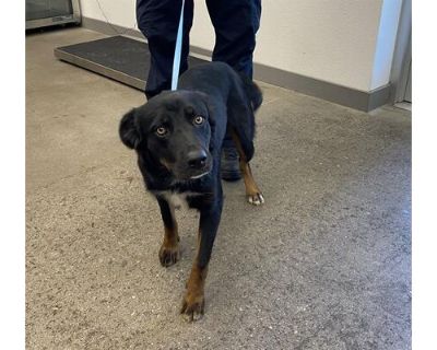 WILLIE BARKSON - Border Collie Male Dog for Adoption