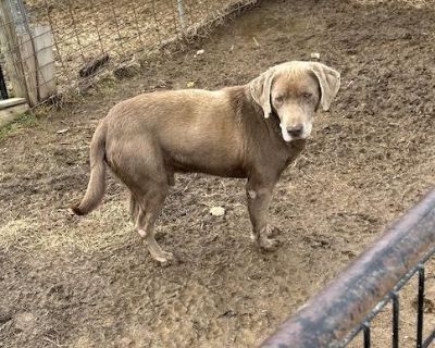 ***Sergeant*** 9 year old chocolate/silver Labrador Retriever 10/22/25-pending vetting, neuter and foster. Do NOT submit applications yet, they will not be reviewed or processed. When you see a bio and the "NOT Accepting Applications Yet" is removed this dog is available and applications can be submitted.. Coat length Short House-trained Yes Health Vaccinations up to date, spayed / neutered.. S...