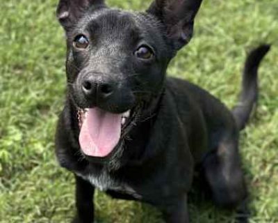 Evie - Jack Russell Terrier/Pug Mix Female Dog for Adoption