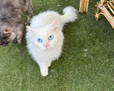 Cristo - Maine Coon & Turkish Angora Mix Male Cat for Adoption