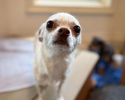 Priscilla - Chihuahua Female Dog for Adoption