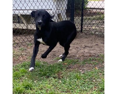 Indigo - Labrador Retriever/Mixed Breed (Medium) Mix Female Puppy for Adoption