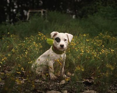 Half-Pint - Basset Hound/Jack Russell Terrier Mix Female Puppy for Adoption