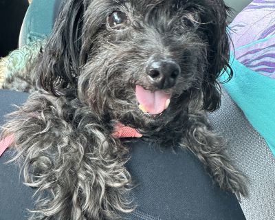 Ruby Mae - Poodle & Yorkshire Terrier Mix Female Dog for Adoption