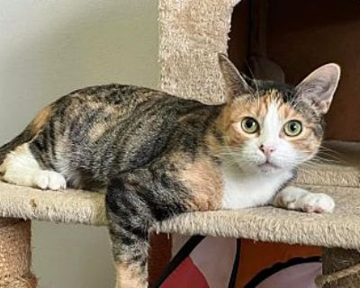 Angelfish - Domestic Shorthair Female Cat for Adoption