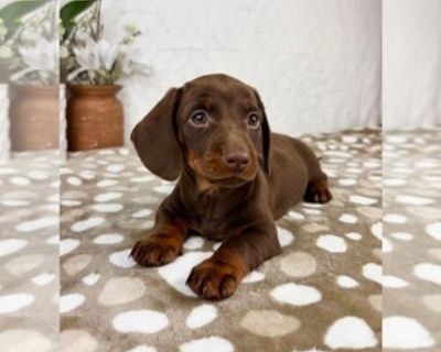 10 Weeks Old * Availability Date: 10/17/2025 * Shipping Area: Pick Up Only * Payment Method: Paypal, Credit Cards, Cash *. My adorable and playful AKC Mini Dachshund puppies are looking for their forever home! They have completed deworming and are up to date on their vaccines. The puppies have been socialized with children, cats, and other animals. I am available for you to come and meet them a...