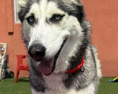 Raven - Siberian Husky Female Dog for Adoption