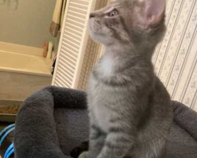 I found 4 kittens all girls and about 10 weeks old that I took in until they were ready for forever homes. They ve had their first shots and have been treated for fleas. They are all potty trained and good with people and older kids. I have a 10 years old. 3 are grey and white with dark stripes and spots on their bellies. 1 is a dark gray with a white spot on her chest.. Good with kids Good wit...