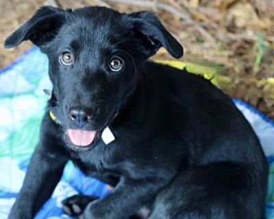 Dobby - Labrador Retriever Male Puppy for Adoption