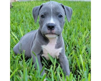 Bam Bam - American Staffordshire Terrier Male Puppy for Adoption