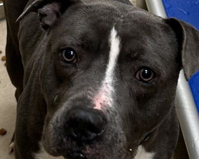 Primary Color: Grey Secondary Color: White. Health Vaccinations up to date.. Adult Male Medium