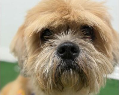 Exciting News: This adorable pup will be at an adoption event near you! Check our website: https://AmazingDogsRescue.org/dogs/ Or call 888.508.8943 (Monday to Sunday, 8 AM to 8 PM).