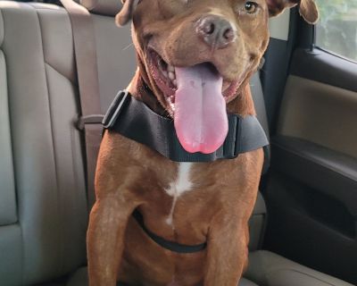 Chocolate - American Staffordshire Terrier Male Dog for Adoption